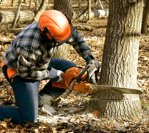 Tree Removal in Louisville, MS
